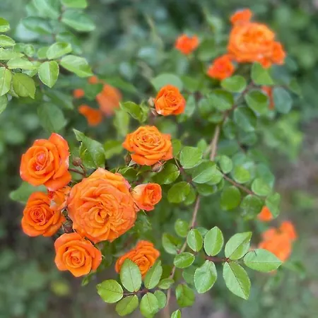 Apartament студиа Sunny Noks